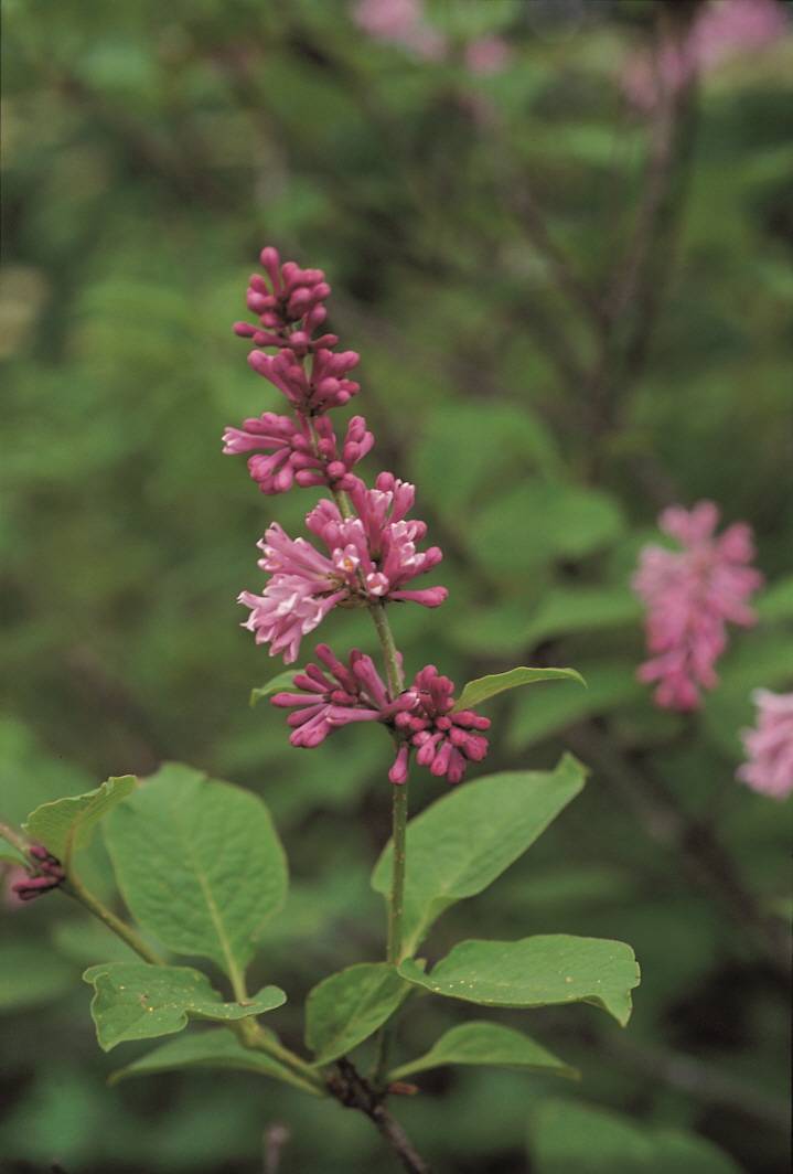 Syringa villosa subsp. wolfii image