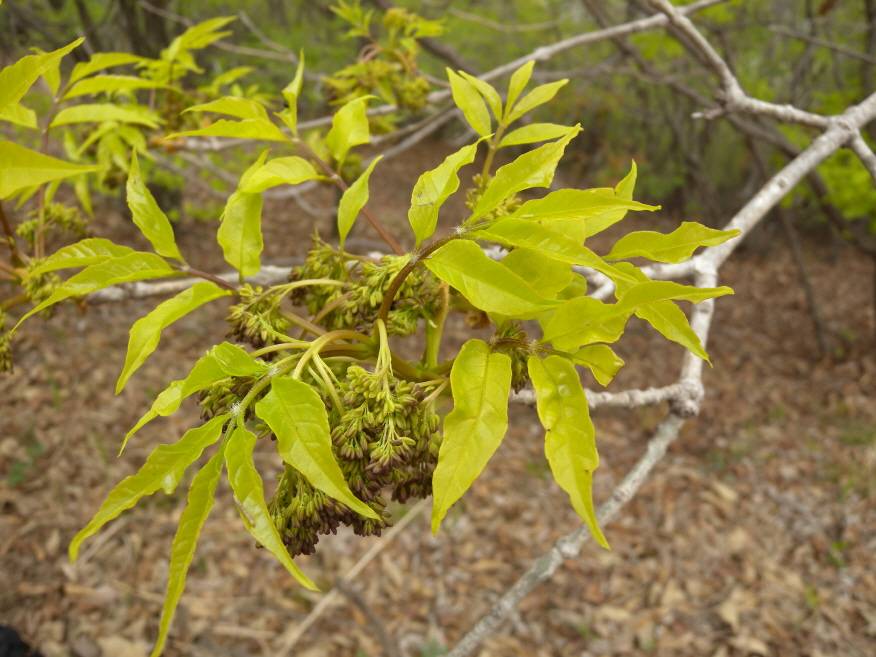 Fraxinus chinensis image