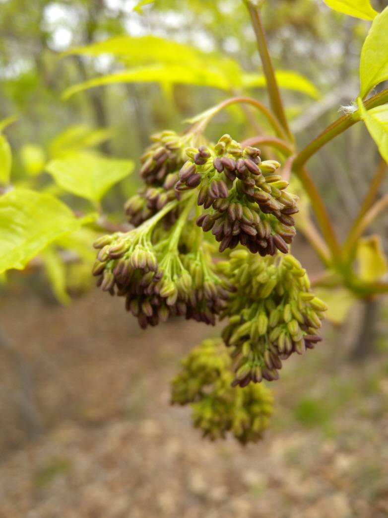 Fraxinus chinensis image