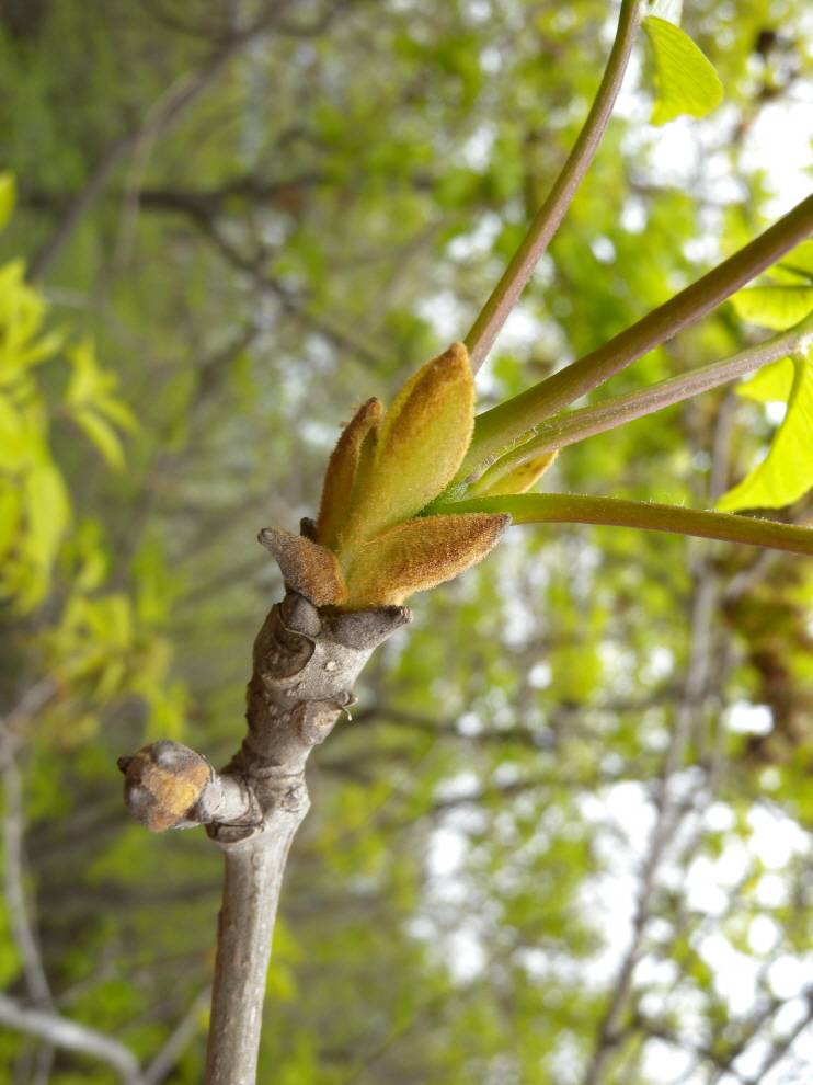 Fraxinus chinensis var. rhynchophylla image