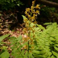 Image of Oreorchis patens