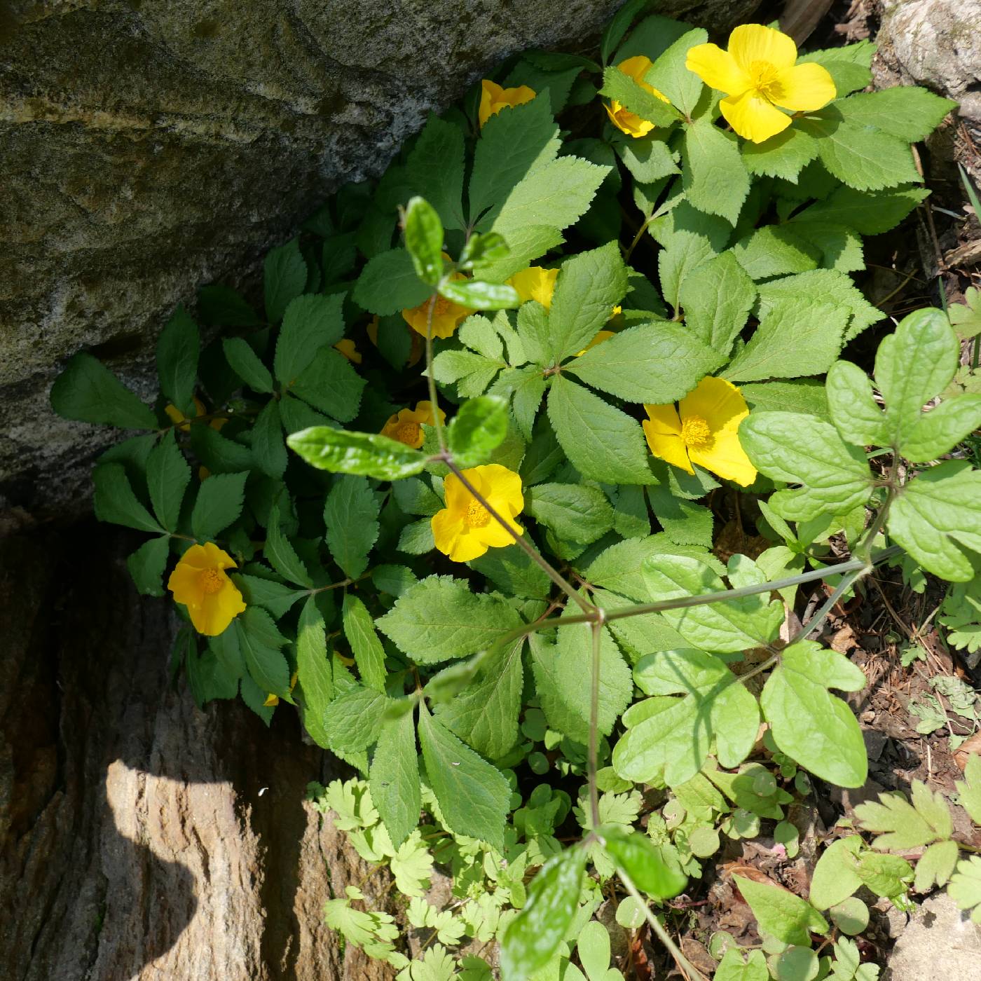 Papaveraceae image