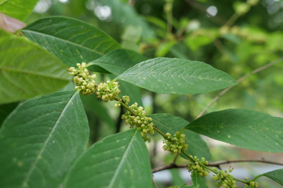 Phyllanthaceae image