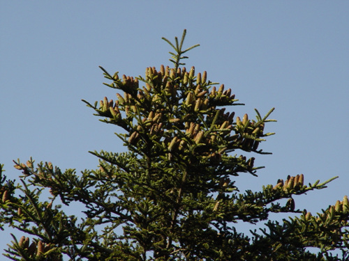 Abies holophylla image
