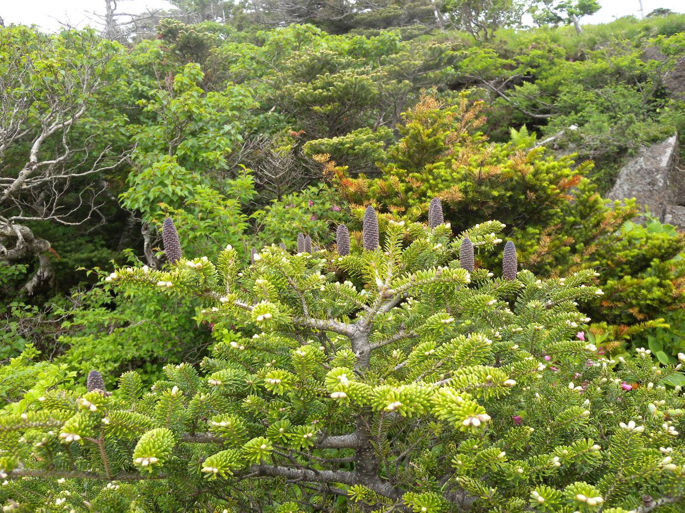 Abies koreana image