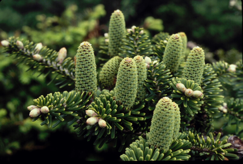 Abies koreana image
