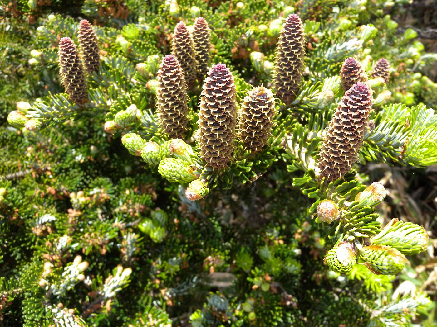 Abies koreana image