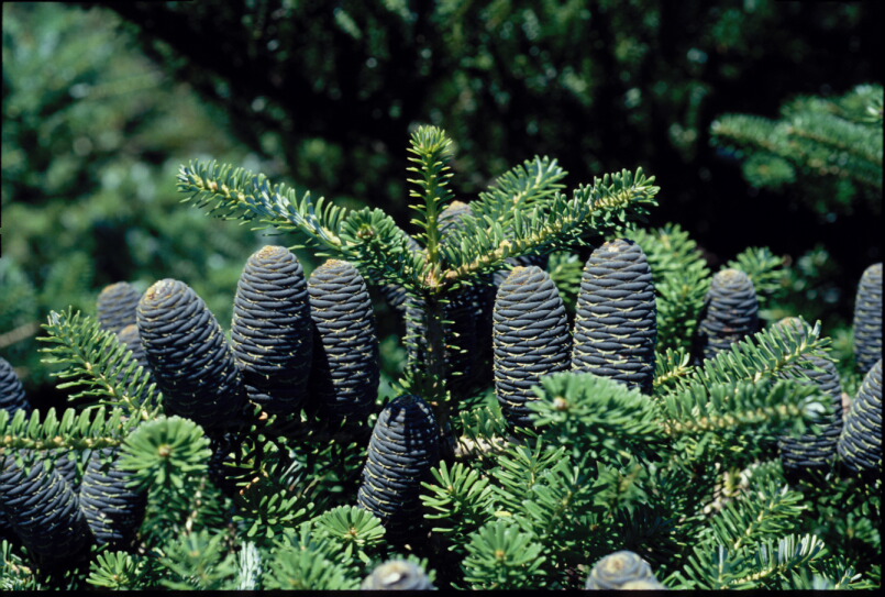 Abies nephrolepis image