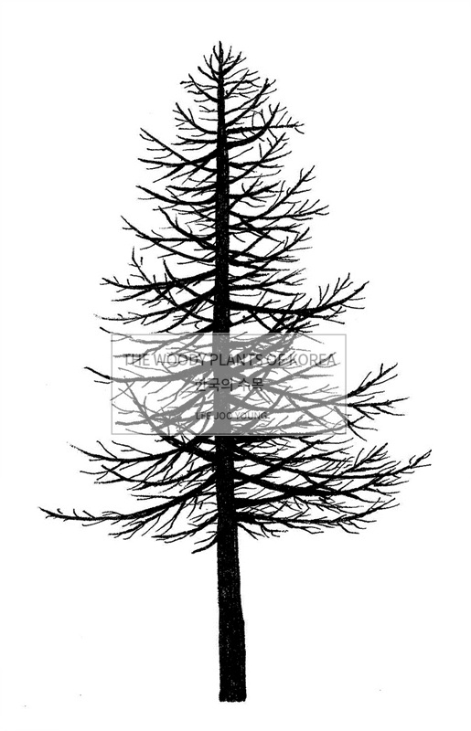 Picea jezoensis image