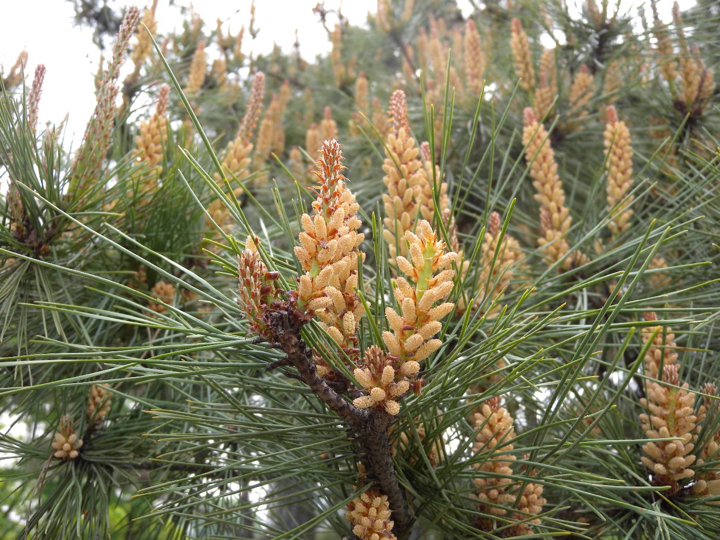 Pinus densiflora image