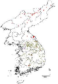 Pinus koraiensis image