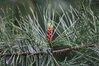 Pinus koraiensis image