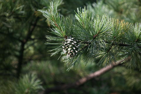 Pinus koraiensis image