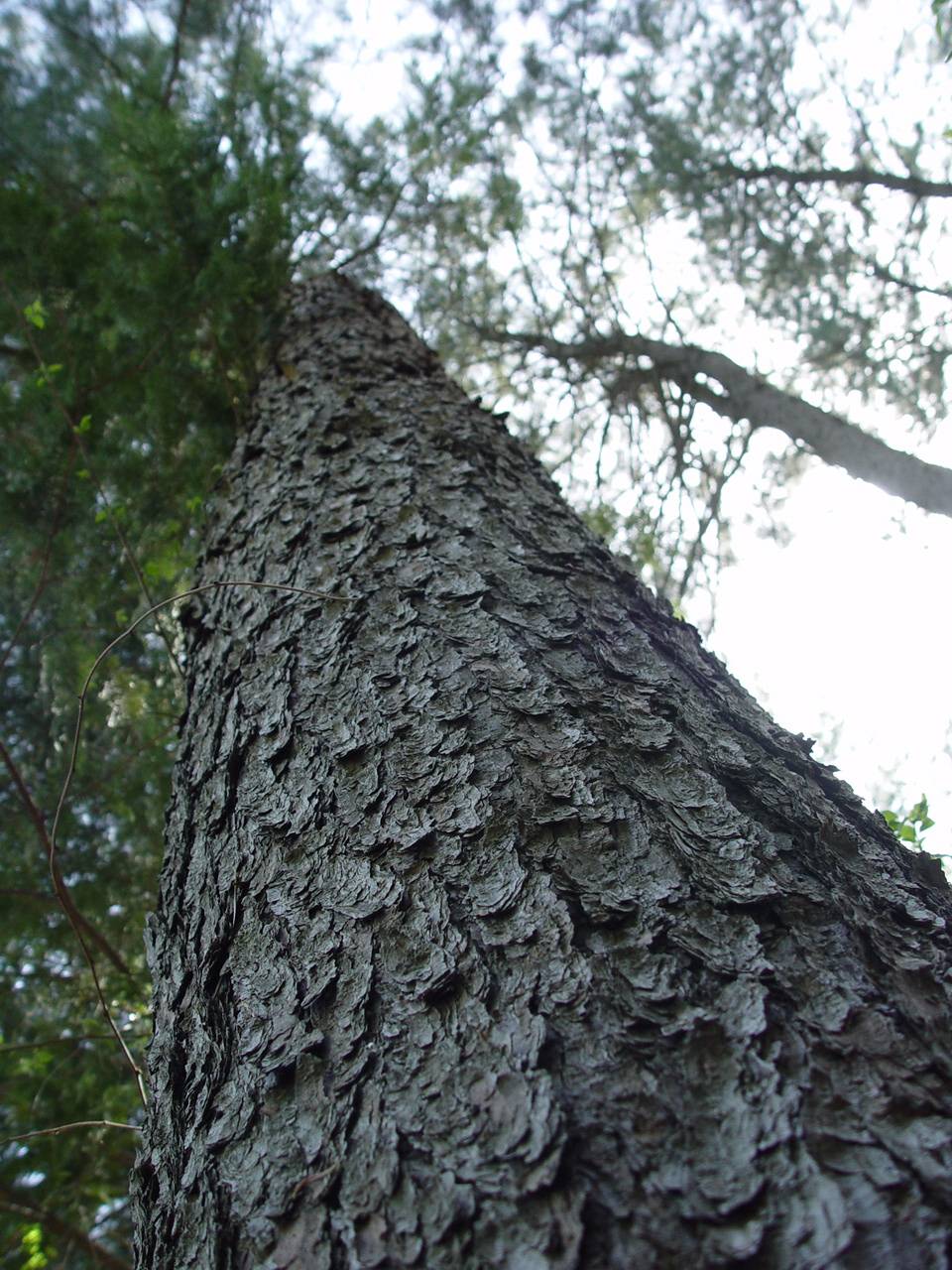 Pinus koraiensis image