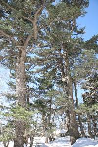 Pinus koraiensis image