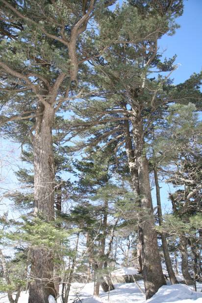 Pinus thunbergii image