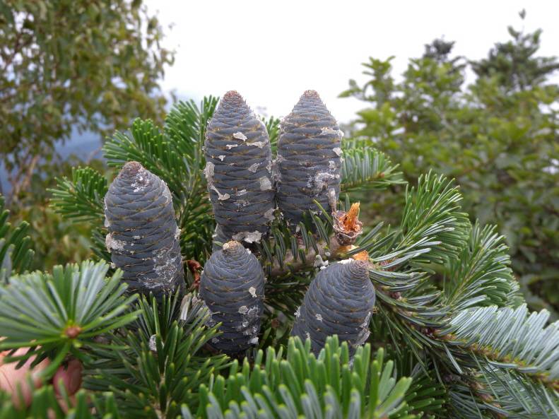 Abies koreana image