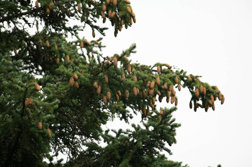 Picea jezoensis image