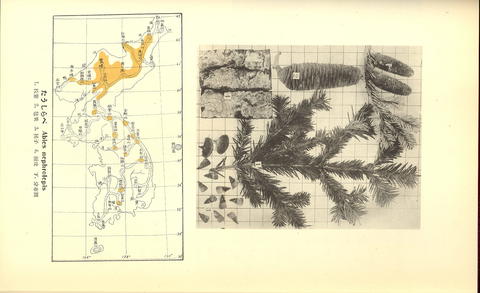 Abies nephrolepis image