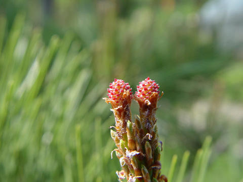 Pinus densiflora image