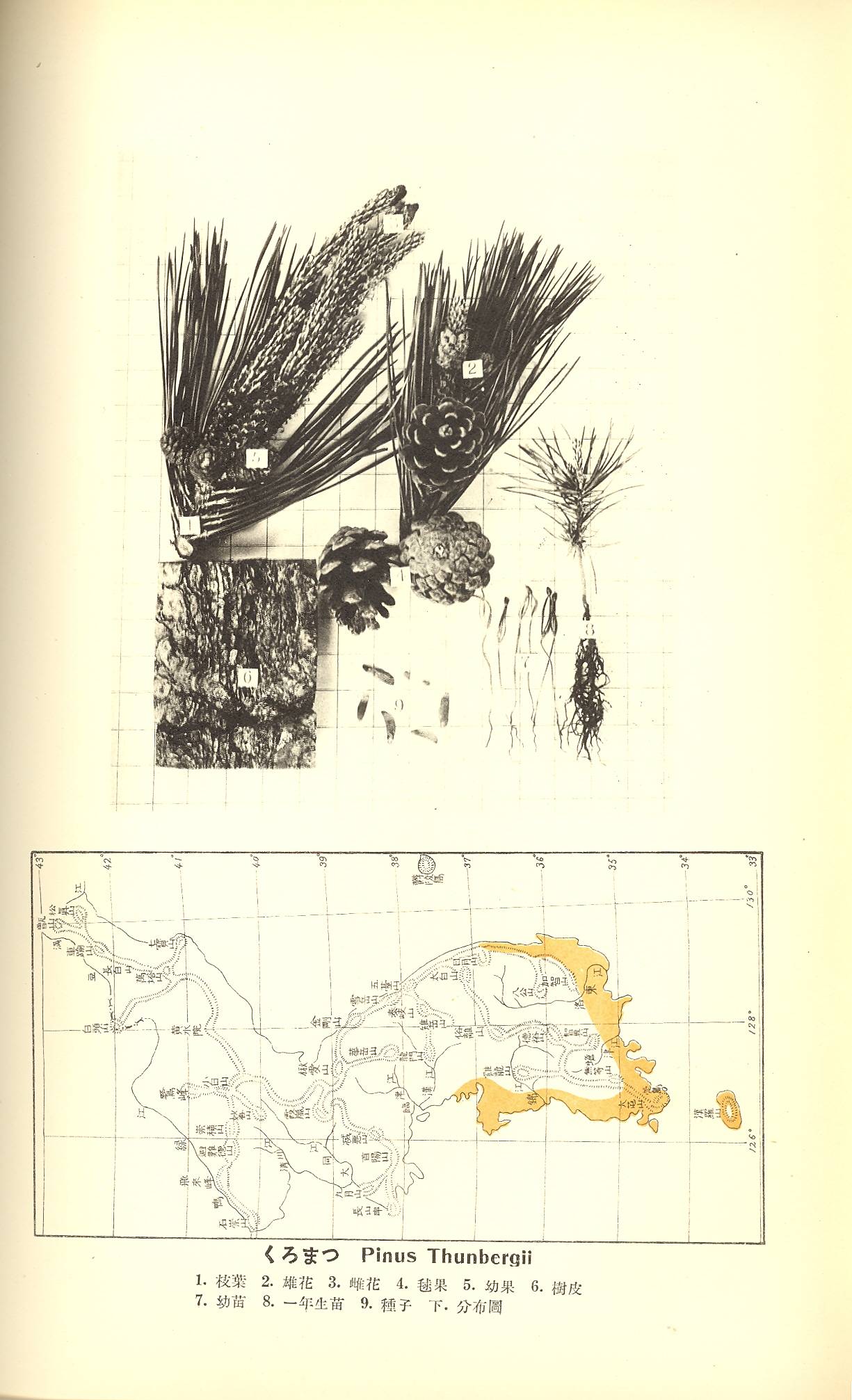 Pinus image
