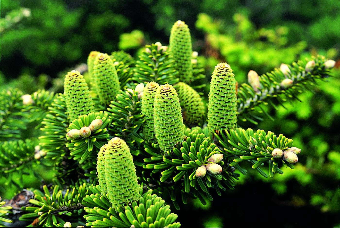 Abies koreana image