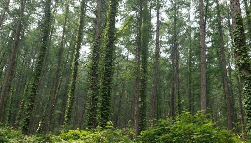 Larix kaempferi image
