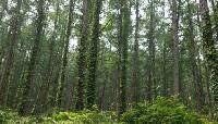 Image of Larix kaempferi