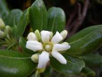 Pittosporum tobira image