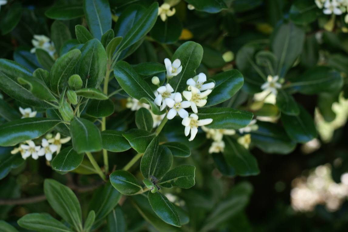 Pittosporum tobira image