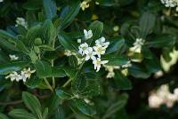 Pittosporum tobira image