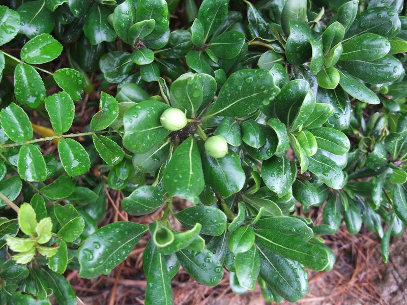 Pittosporum tobira image