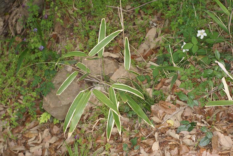 Poaceae image
