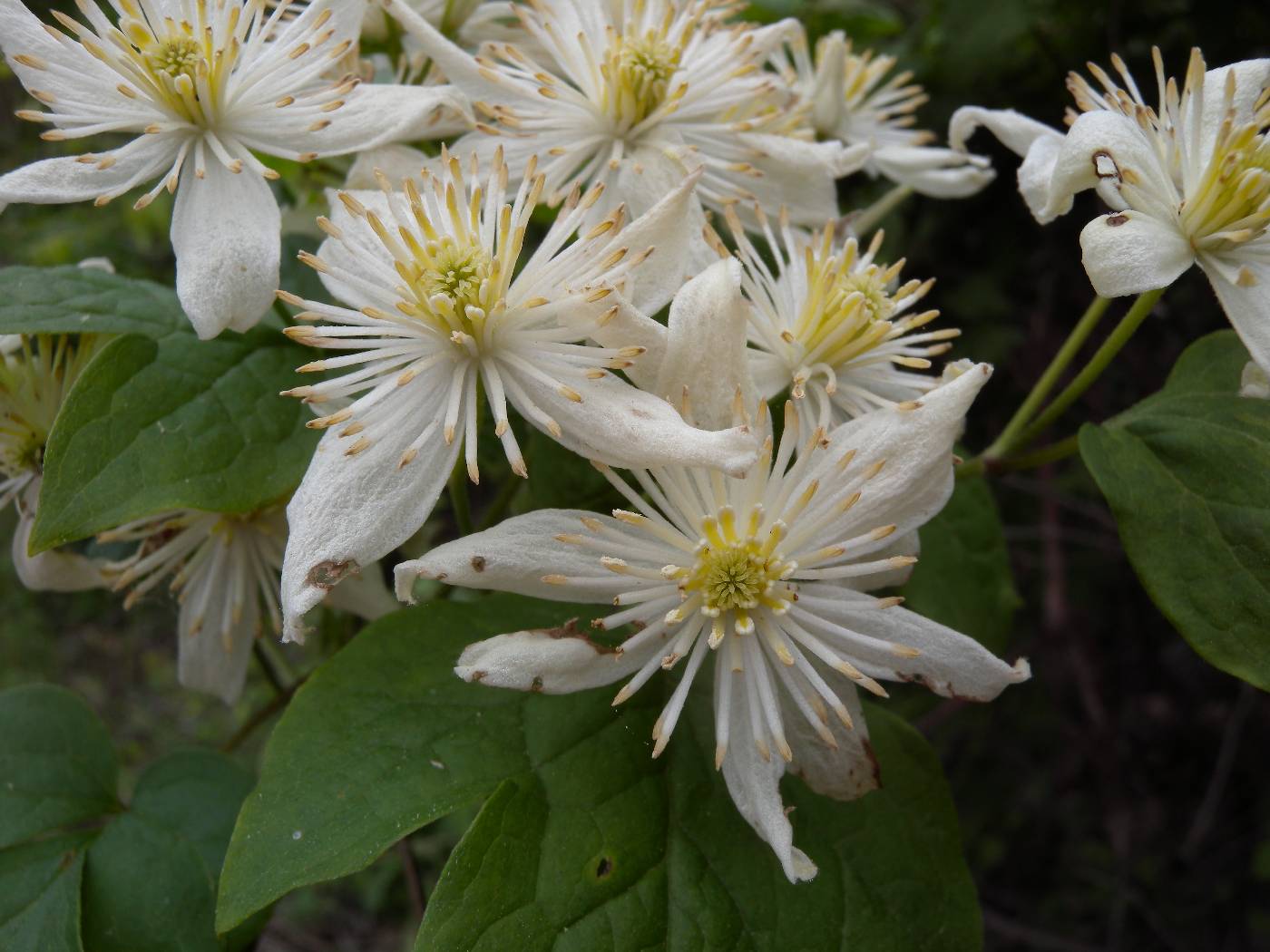 Clematis image