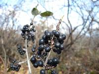 Rhamnus davurica image