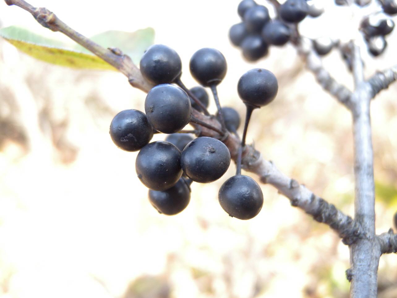 Rhamnus image