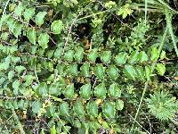 Paliurus ramosissimus image