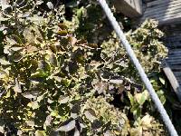 Rhamnus taquetii image