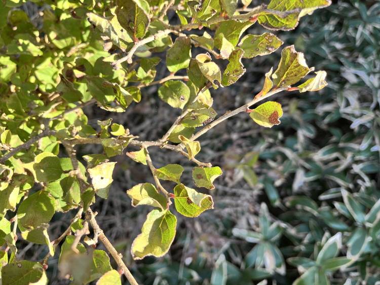 Rhamnus taquetii image