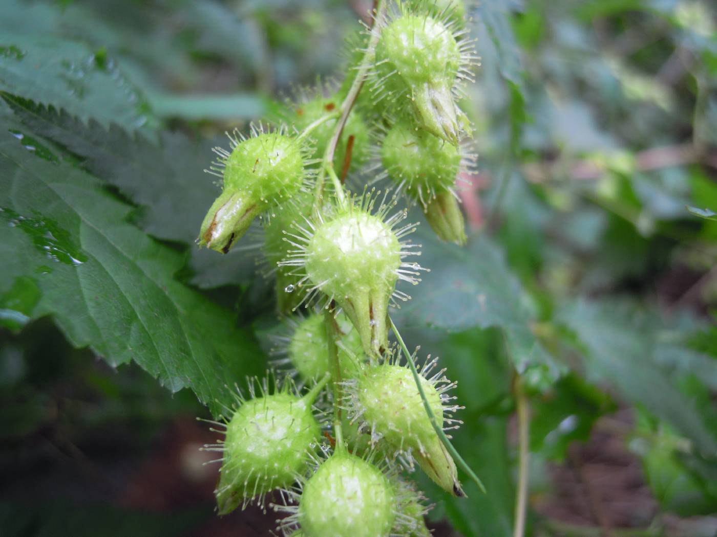 Neillia uekii image