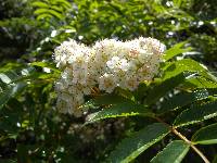 Sorbus commixta image