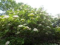 Sorbus commixta image