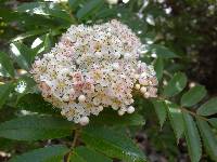 Sorbus commixta image