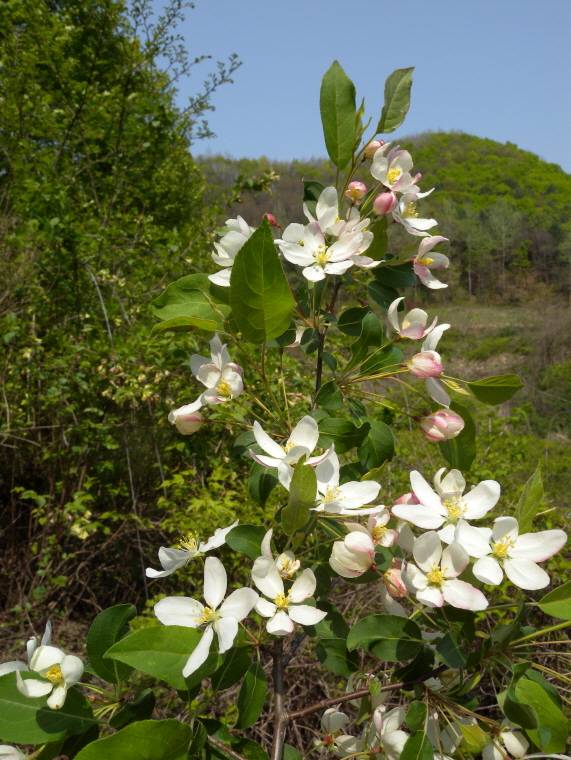 Malus baccata image