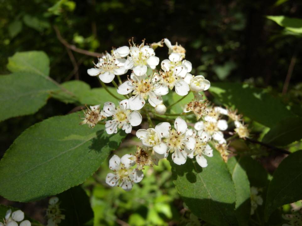 Pourthiaea villosa image