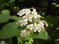 Pourthiaea villosa image