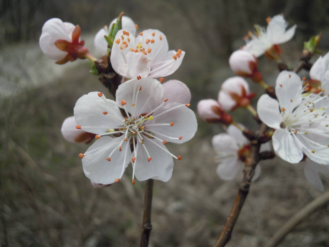 Prunus mandshurica image