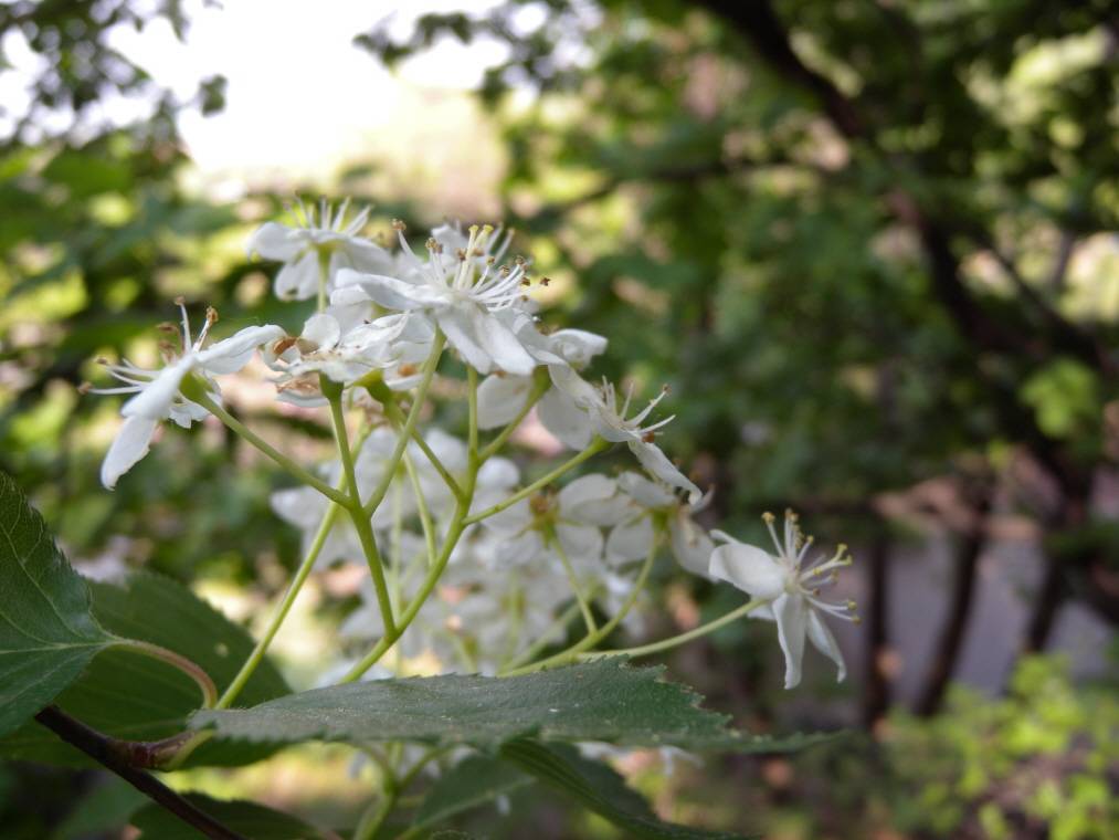 Sorbus alnifolia image