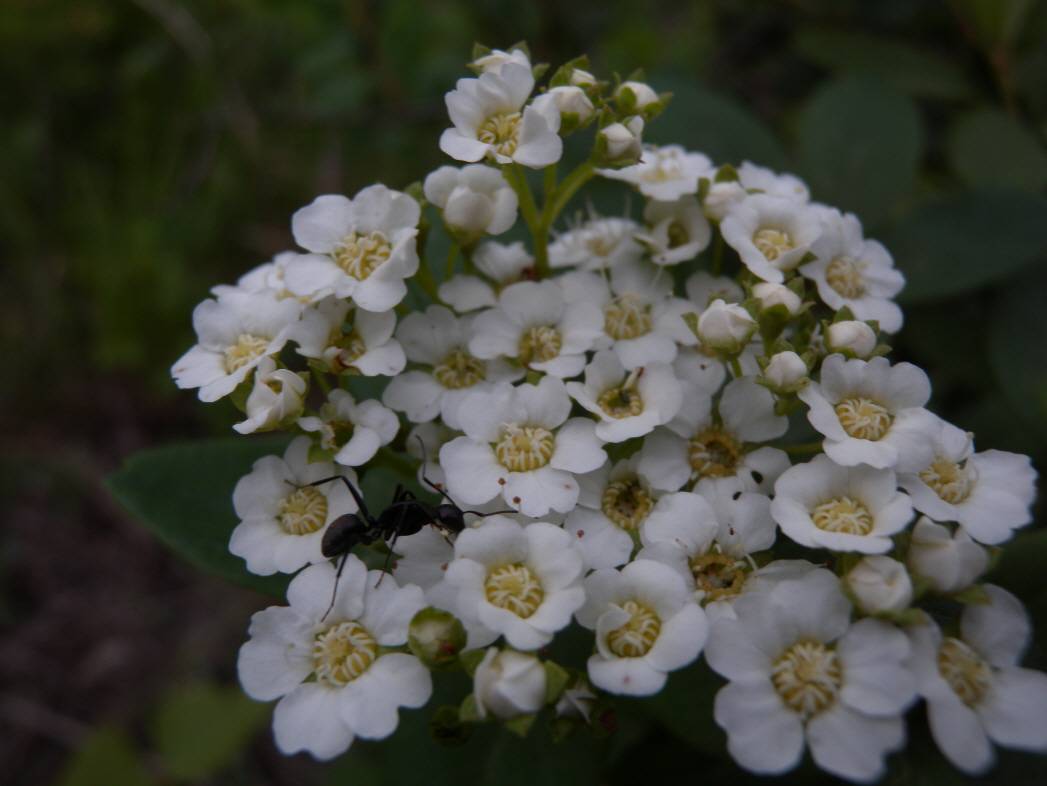 Spiraea trichocarpa image