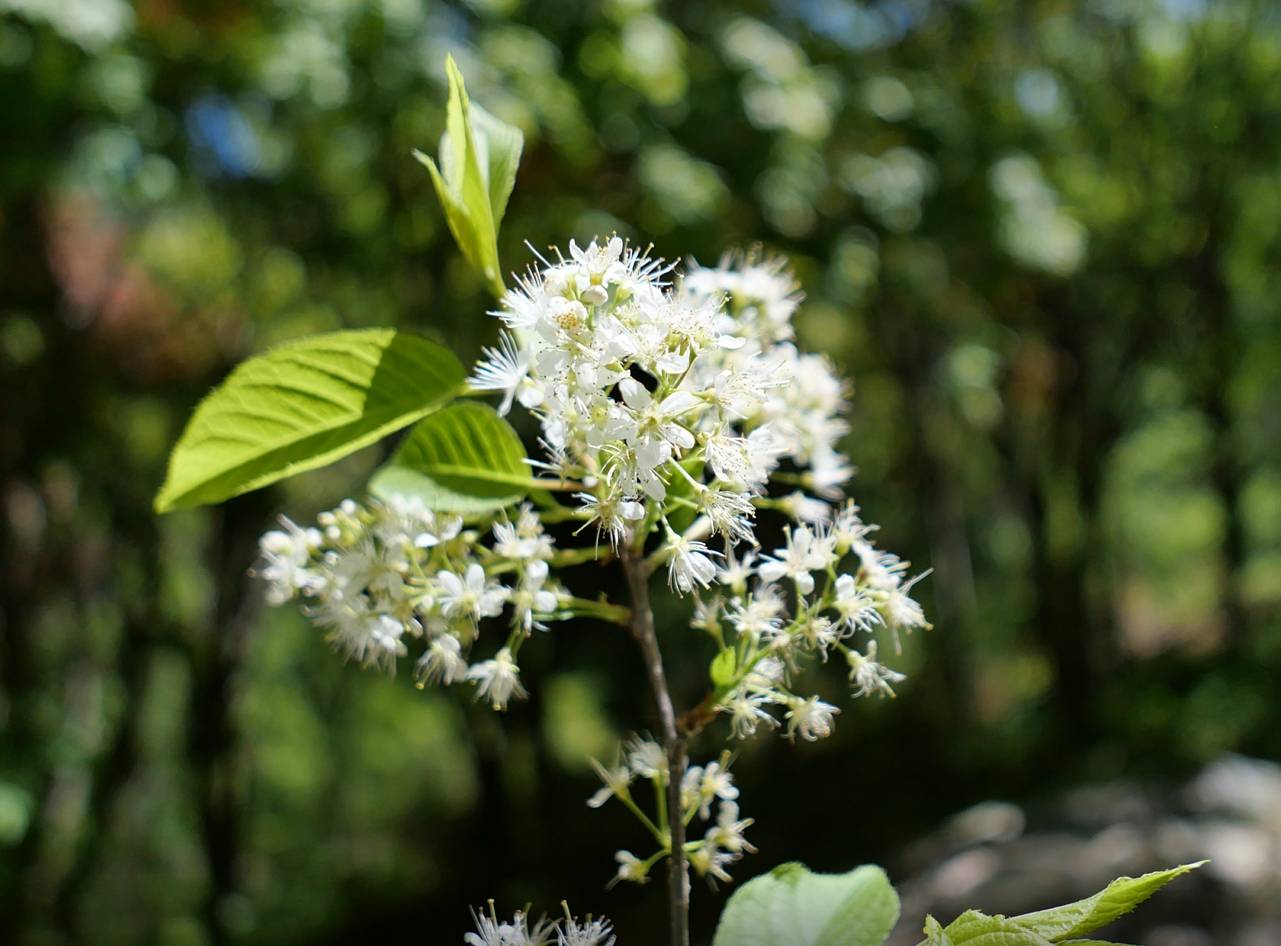 Prunus maackii image